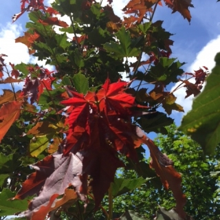 new growth of Acer platanoides Deborah