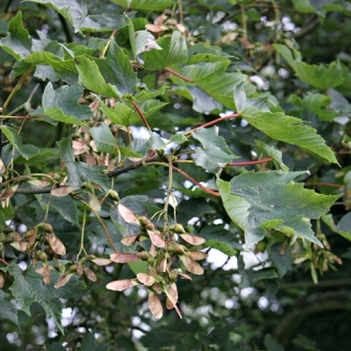 foliage of Acer pseudoplatanus Negenia