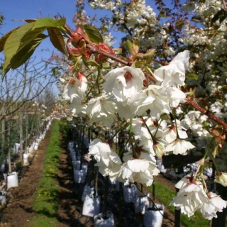 Prunus Ukon flowers