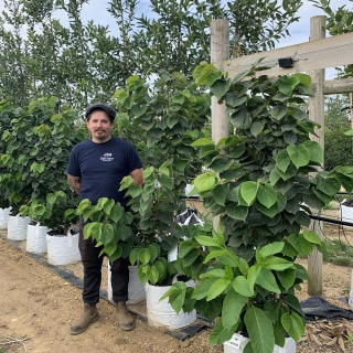 Cercis Chinensis Avondale multi-stem