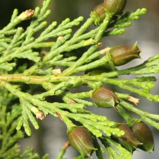 foliage of Calocedrus decurrens