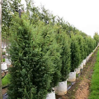 Juniperus communis Hibernica