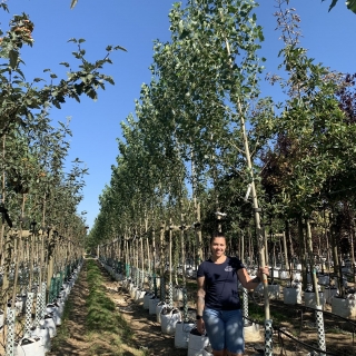 Populus nigra Italica