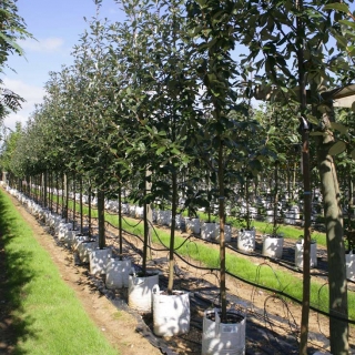 Row of Sorbus aria Magnifica in full summer foliage on Barcham nursery