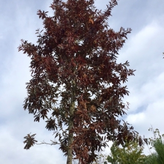 Quercus Imbricaria in autumn colour