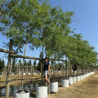 Gleditsia triancanthos inermis at barcham trees