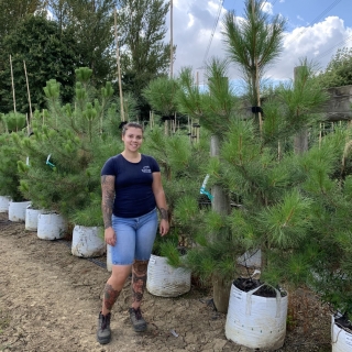 Pinus maritima