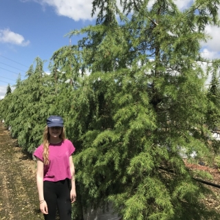 Cedrus deodara at barcham trees