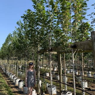 Tilia americana American Sentry