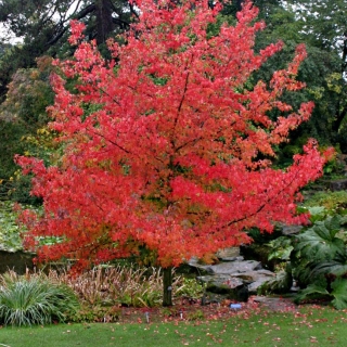 Liquidambar styraciflua Lane Roberts in a parkland environment