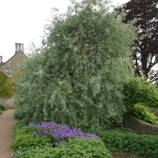 mature specimen of Pyrus salicifolia Pendula