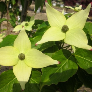 The creamy white flowers of Cornus kousa Milky Way