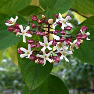 the small delicate flower of  Clerodendrum trichotomum