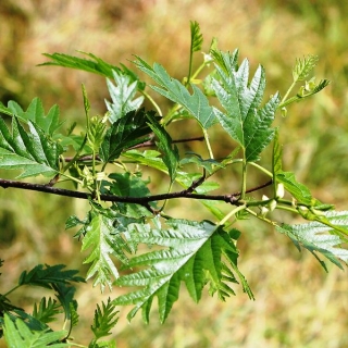 The cut leaf foliage of   Alnus glutinosa Laciniata
