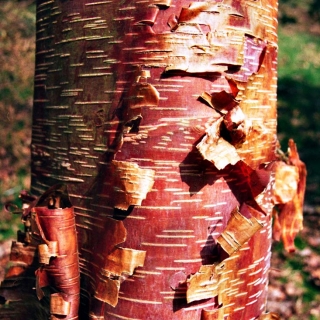 the peeling bark of Betula papyrifera