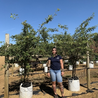 Amelanchier lamarckii multi-stem