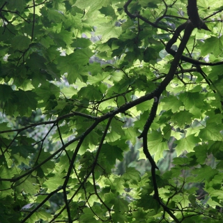 The leaves of Acer platanoides