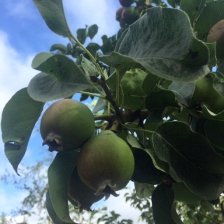 fruit of Pyrus communis Gieser Wildeman