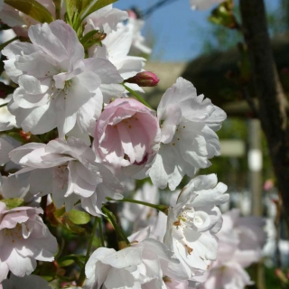 the flower of Prunus Amanogawa