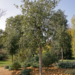 Mature Quercus Suber