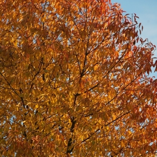 Prunus avium in autumn colour