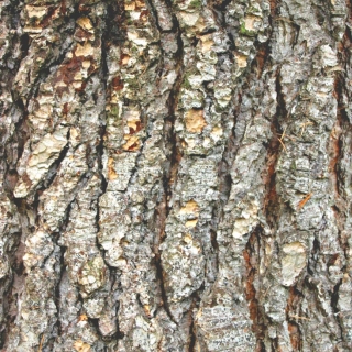 the bark of Cedrus libani