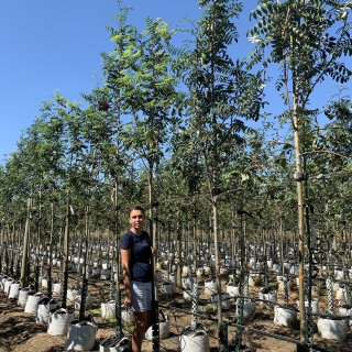 Sorbus aucuparia Edulis