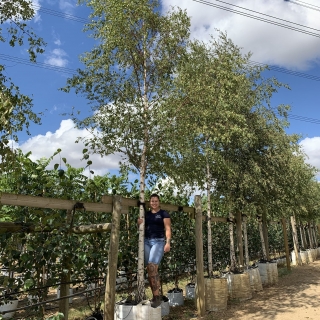 Betula pendula