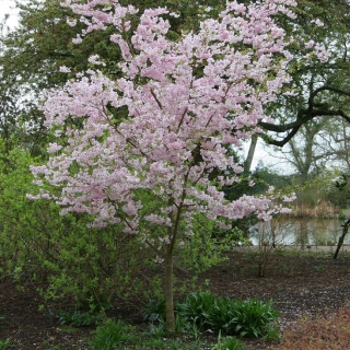 mature Prunus Accolade