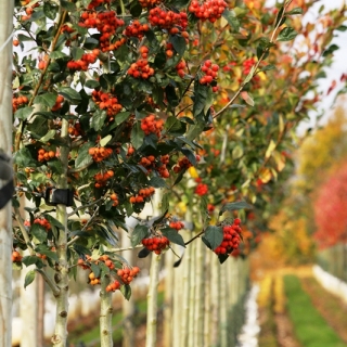 Crataegus x lavalleei Carrierei