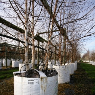 Betula pendula multi stem at barcham trees in winter