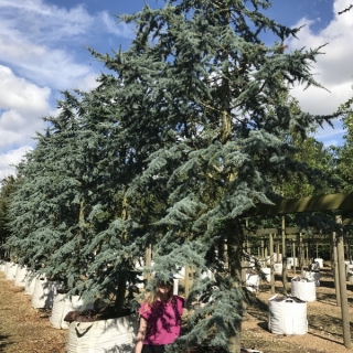 Cedrus atlantica Glauca