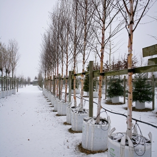 Betula albosinensis Fascination in winter