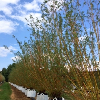 Salix alba Chermesina multi-stem at barcham trees