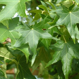 summer foliage of Liquidambar styraciflua multi-stem