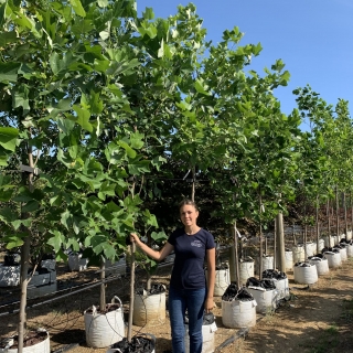 Liriodendron tulipifera