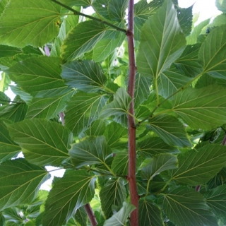 the foliage of Morus alba