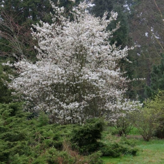 The profuse white flowers of  Amelanchier Ballerina