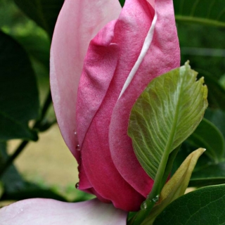 the beautiful pink flower of Magnolia Galaxy