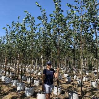 Tilia cordata Greenspire