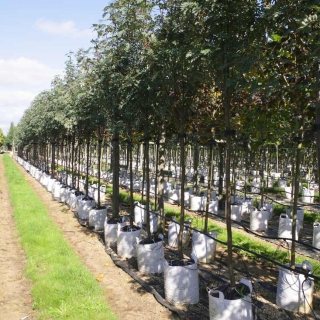 Sorbus hupehensis at barcham trees