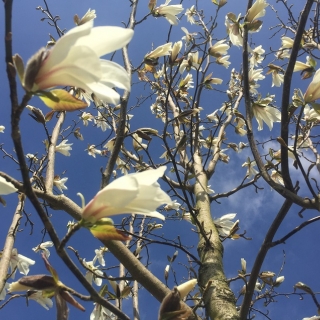the white flowers of Magnolia kobus