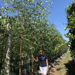 Betula pendula