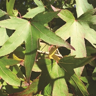 the leaves of Liquidambar styraciflua Slender Silhouette