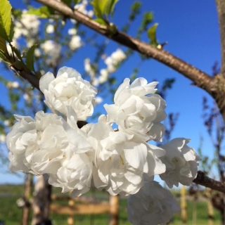 The double white flower of Prunus avium Plena