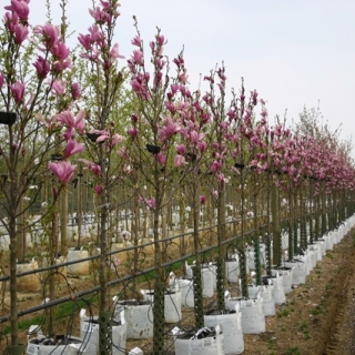 Magnolia Susan in flower