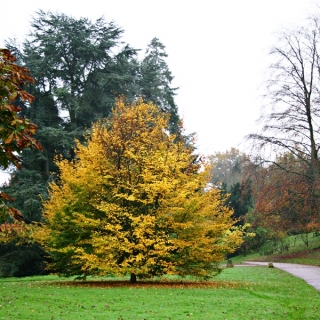 A mature Parrotia persica Vanessa in parkland setting