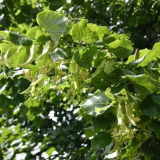 Tilia platyphyllos foliage and flowers