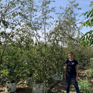 Betula pubescens multi-stem