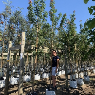 Acer cappadocicum Rubrum